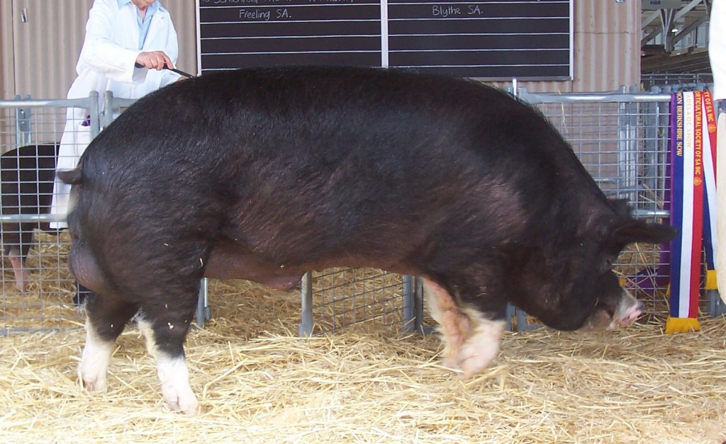 This image has an empty alt attribute; its file name is adelaide_champion_berkshire_boar_2005.jpg