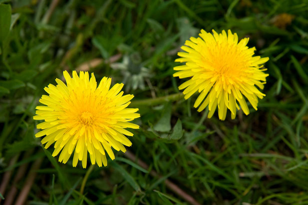 This image has an empty alt attribute; its file name is dandelions.jpg